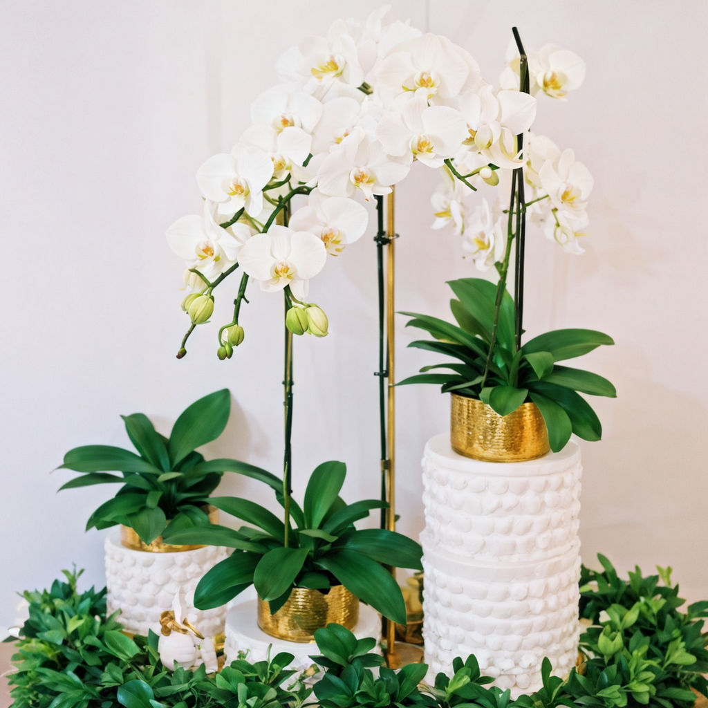 Types of Orchids Available at VivaOrchids