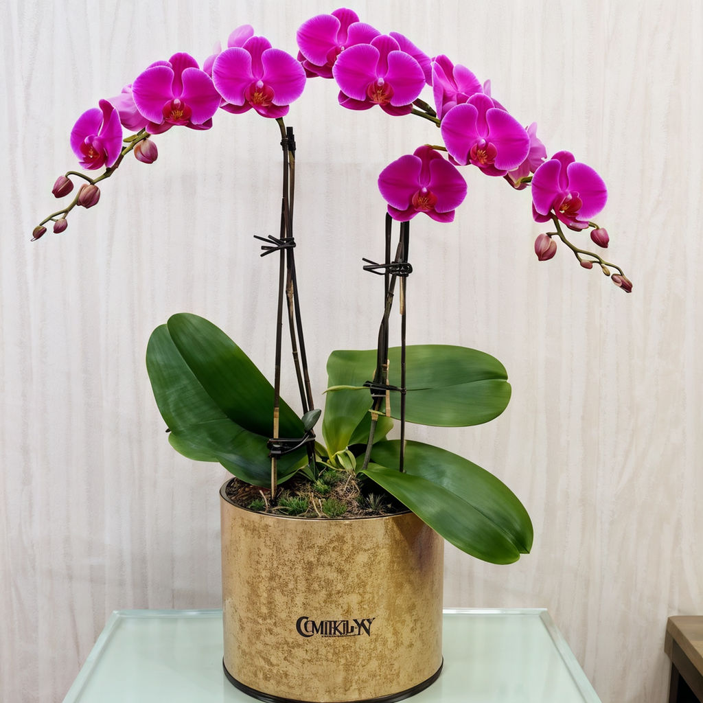 orchids Make the Best Present for Your Friends' New Home