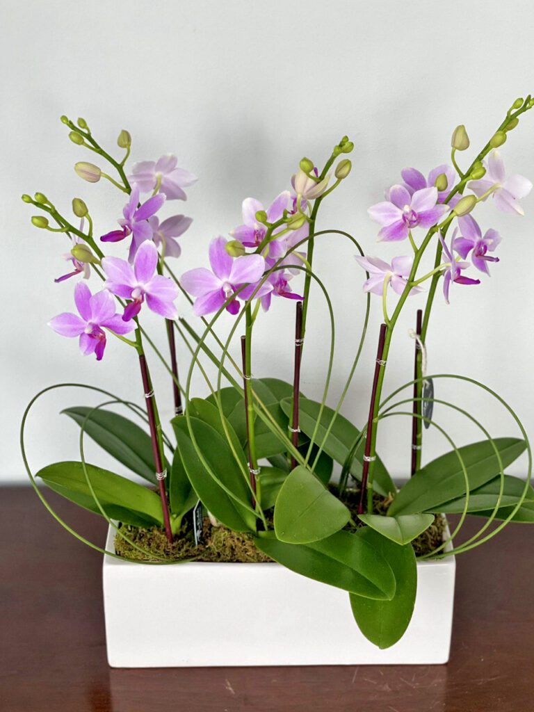 orchid birthday gift