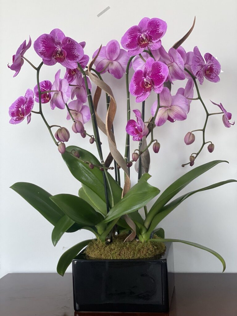 orchid birthday gift