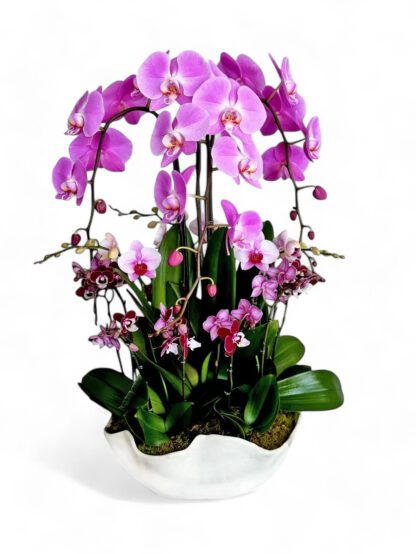 0luxury-orchids-pink-orchids-