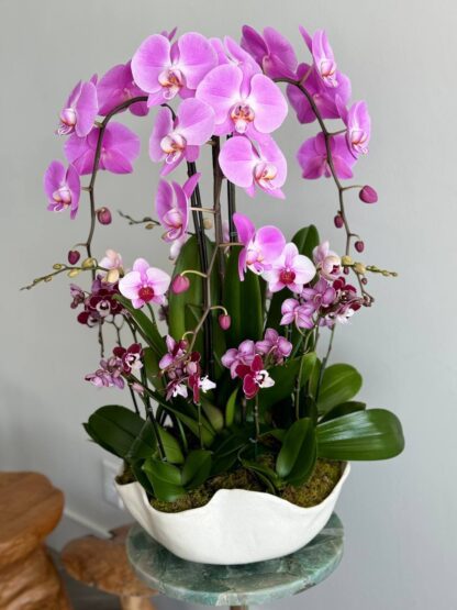 luxury orchids