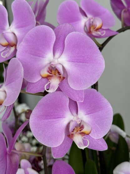 luxury orchids