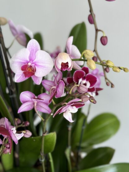 luxury orchids