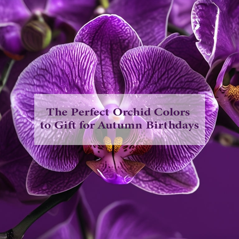 The Perfect Orchid Colors to Gift for Autumn Birthdays