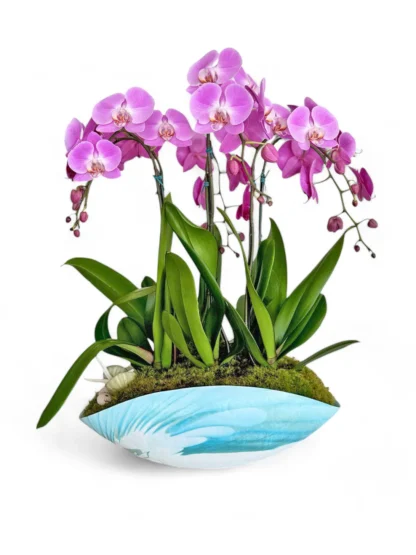 vivaorchids-bella-orchids