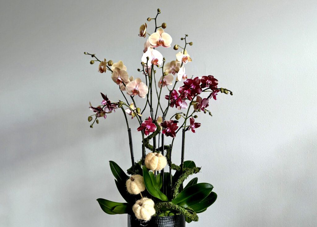 Discover our stunning Fall Orchid Collection! As the season changes, bring elegance and vibrant colors 