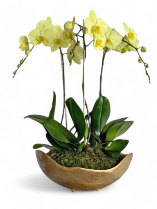 Elegant Trio : Three Stems Phalaenopsis Orchids