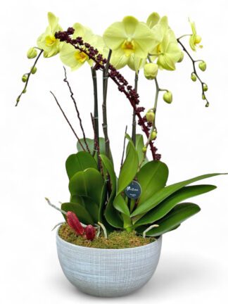 yellow180-Photo-orchids florist boca raton