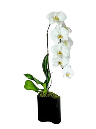 Single White Orchid