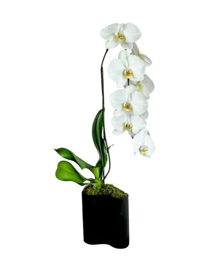 Single White Orchid