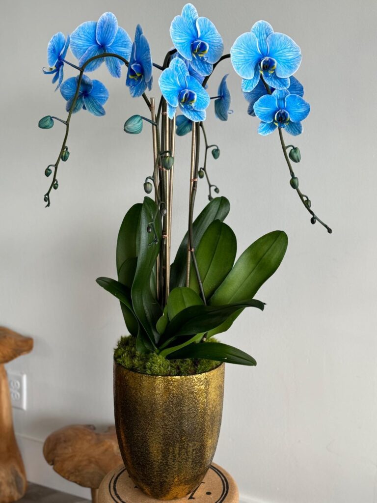 Blue orchids