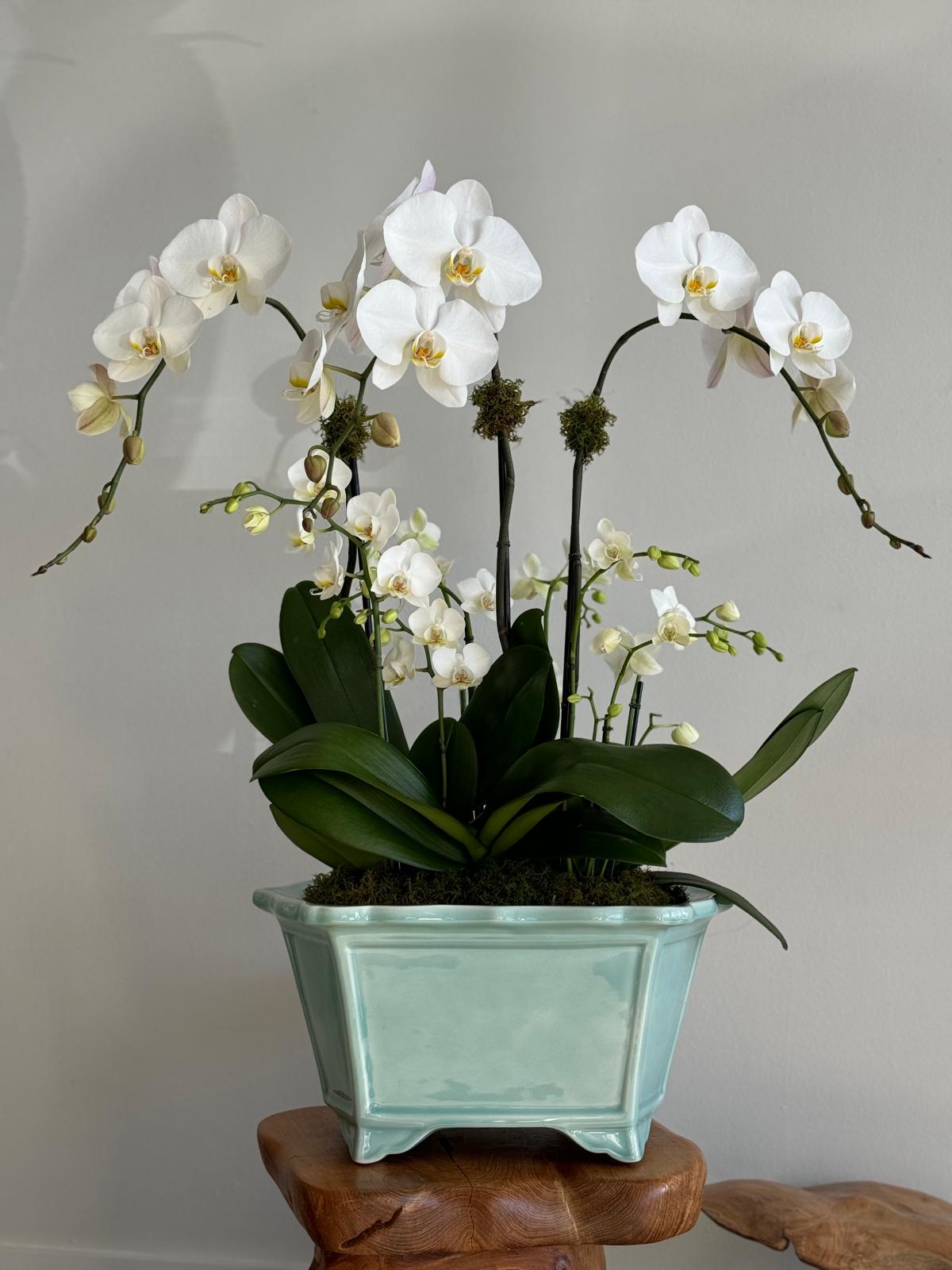 What month is best to buy orchids?