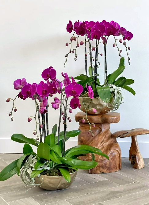 What month is best to buy orchids in Florida?