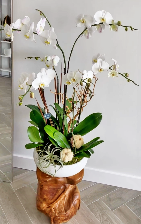 What month is best to buy orchids in Florida?