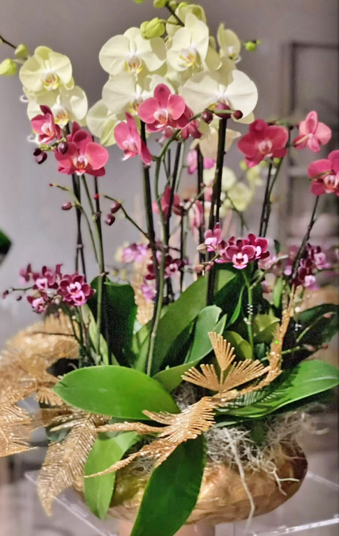 What month is best to buy orchids in Florida?