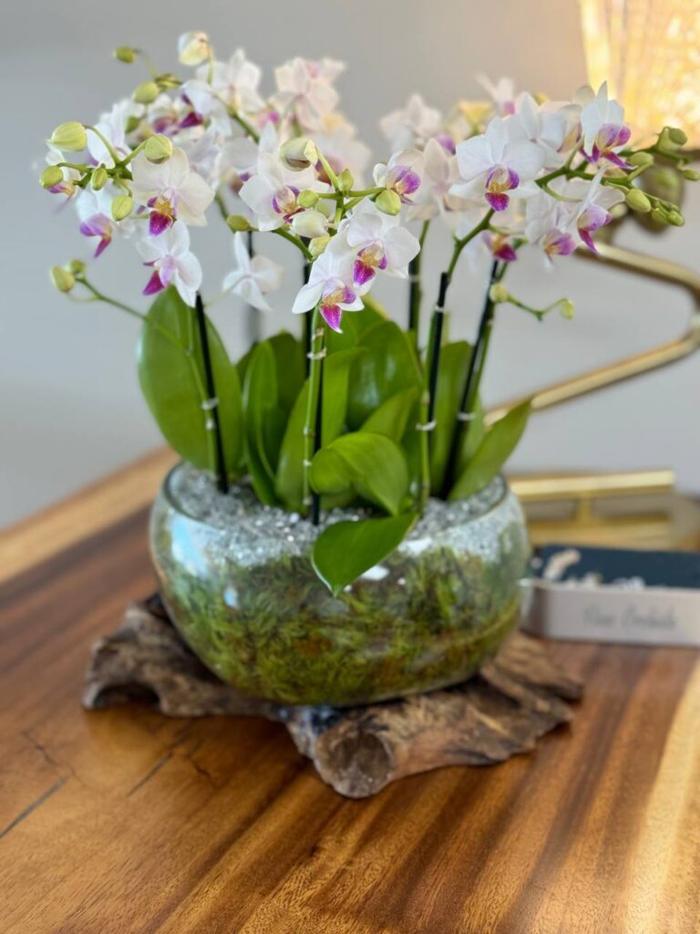 Keeping Your Orchids Alive While You're on Vacation