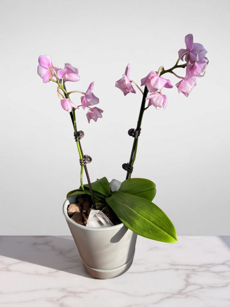 The blooming cycle of orchids