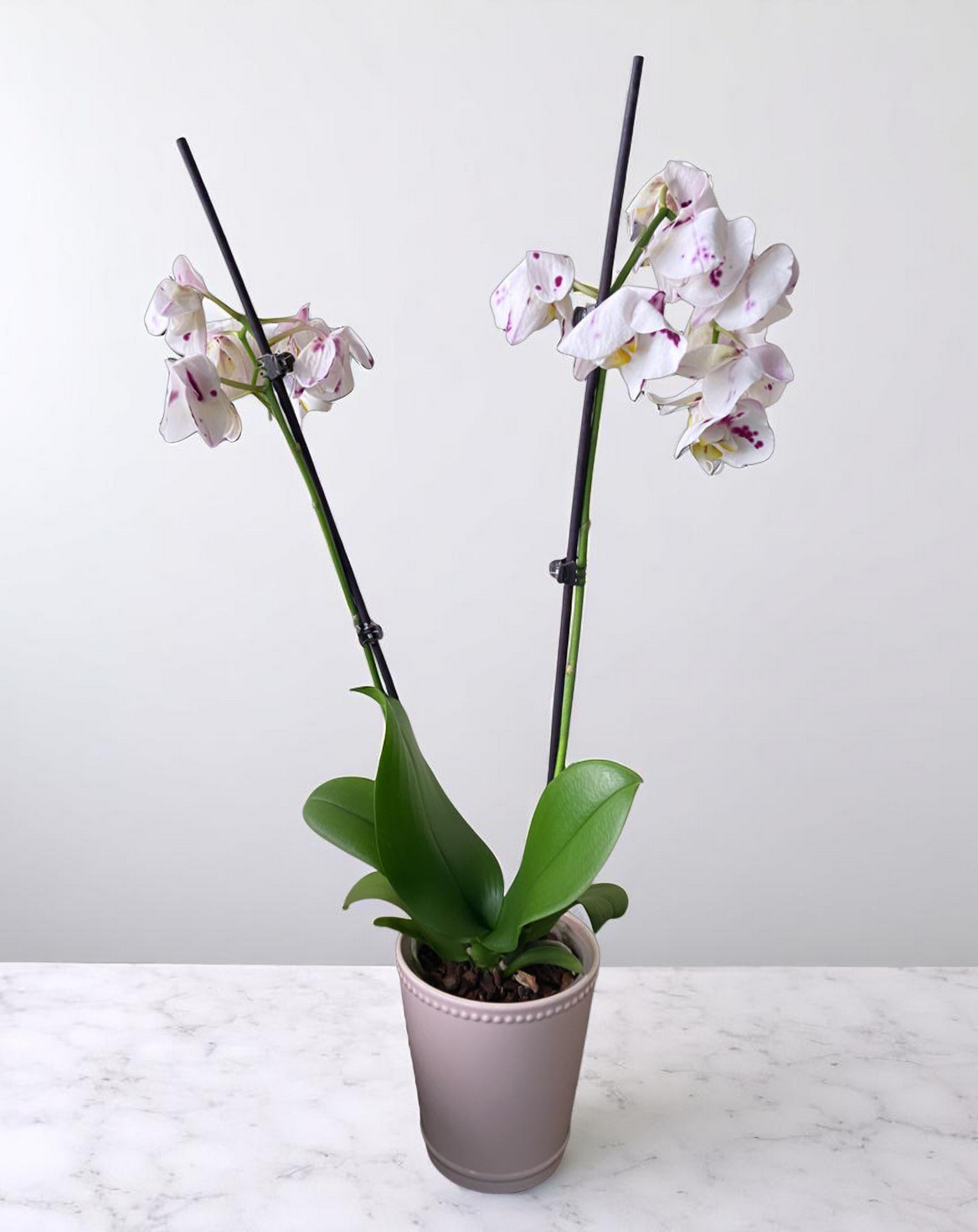 orchid bloom closing