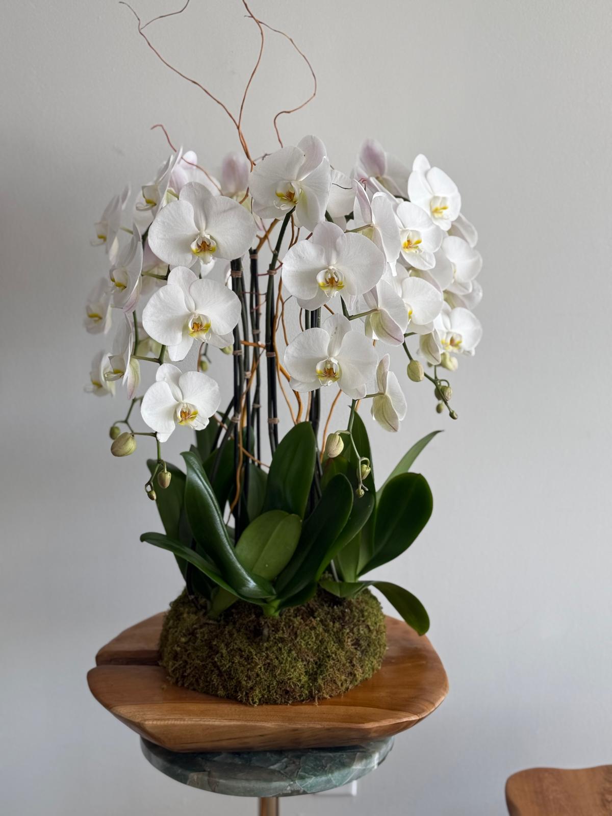 orchids