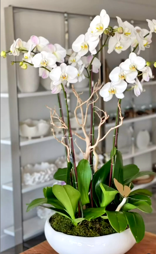 Keeping Your Orchids Alive While You're on Vacation