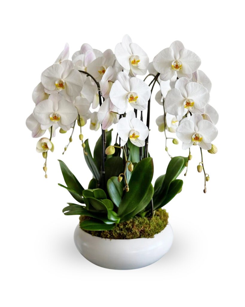 520 orchids