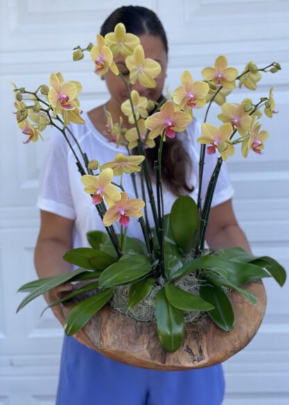 orchids boca raton