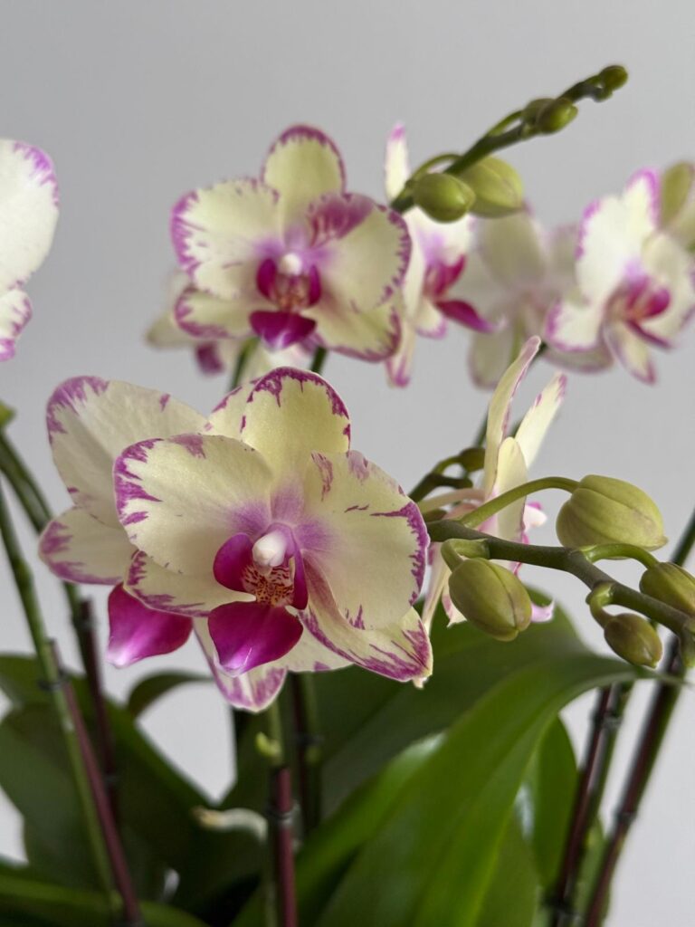 Is It Okay to Sleep with Orchids?