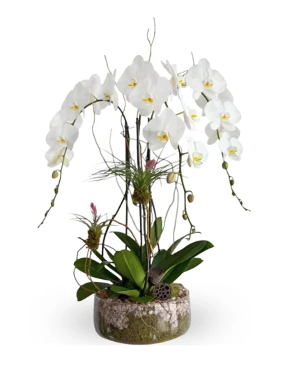 bellissimo orchids parkland