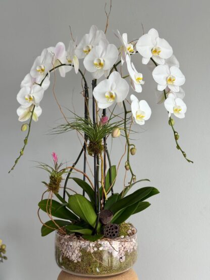 bellissimo-orchids parkland