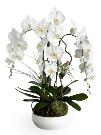 -triple orchids boca raton delivery