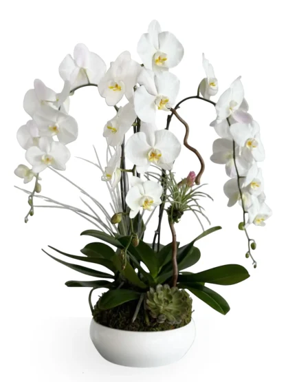 -triple orchids boca raton delivery