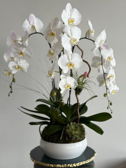 triple orchids boca raton