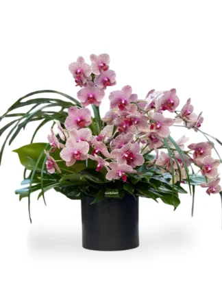 bright-orchids boca raton 2
