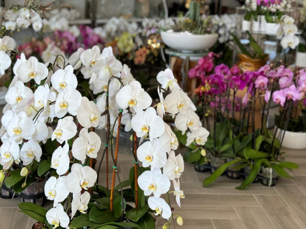 The blooming cycle of orchids