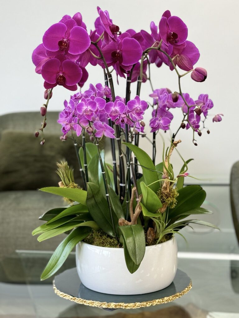 The blooming cycle of orchids