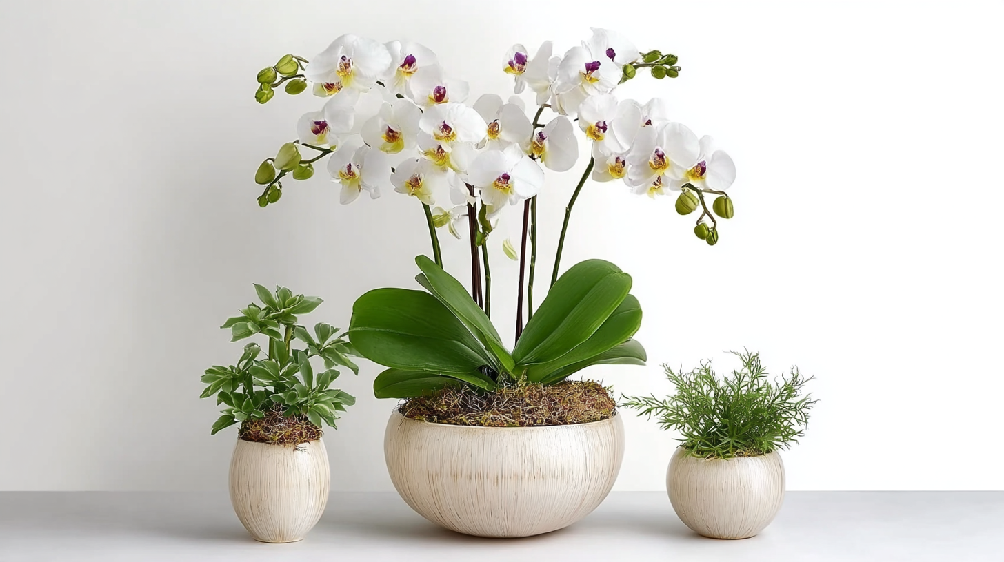 Top 5 Orchid Arrangements for Every Occasion – From Viva Orchids