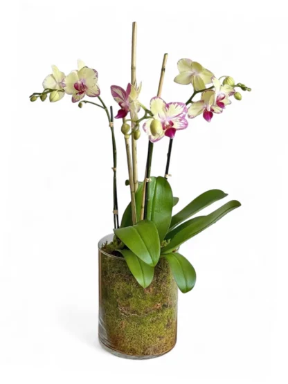 orchids boca raton