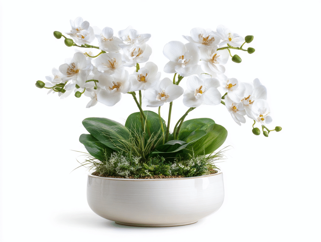 Orchids in Boca Raton