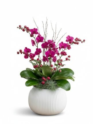 Festive Fuchsia 5 Mini Orchids