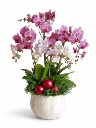 Festive Pink Orchid Planter