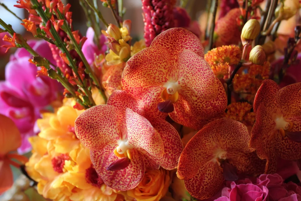 thanksgiving with Beautiful Orchids in Boca Raton