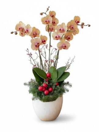 Warmth & Cheer: Peach Orchid Holiday Planter