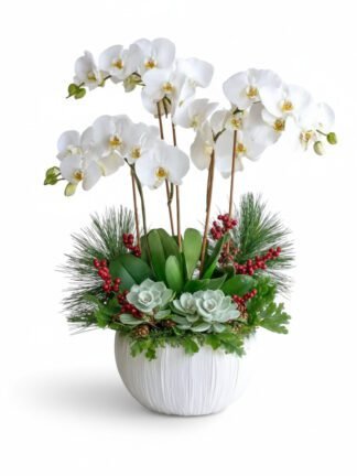 Festive Succulent & Orchid Plant