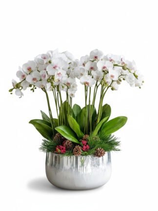 Holiday Charm White Orchid