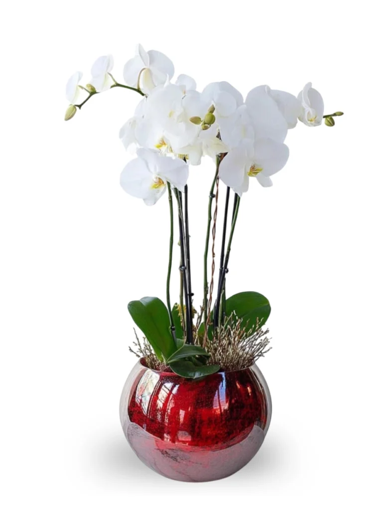 Pure White Orchid Statement