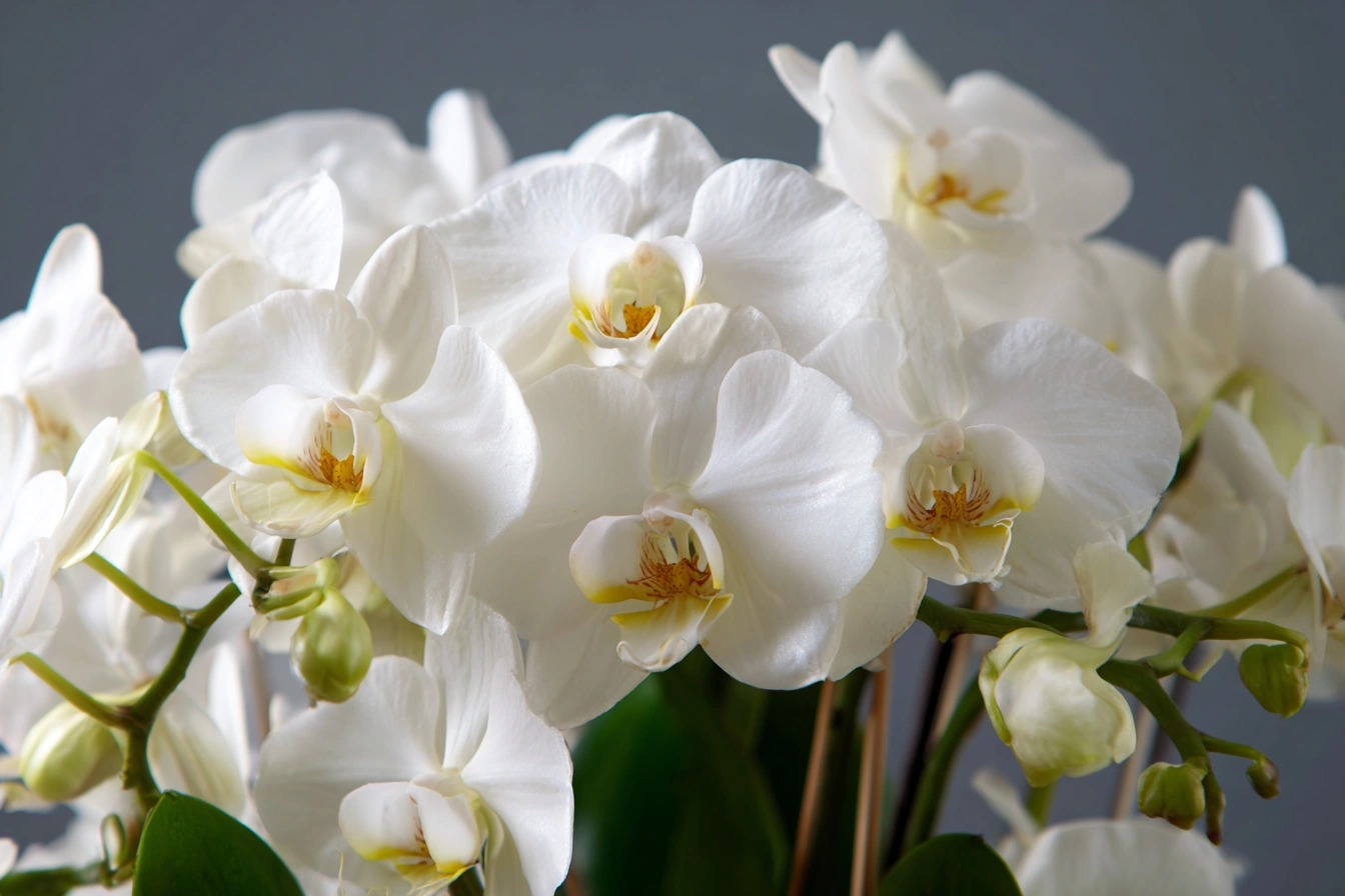 Creative Ideas for Orchid Centerpieces This Hanukkah