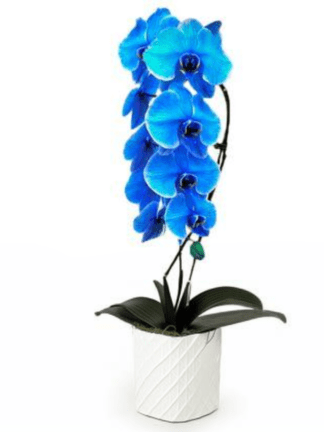 Single Blue Orchid