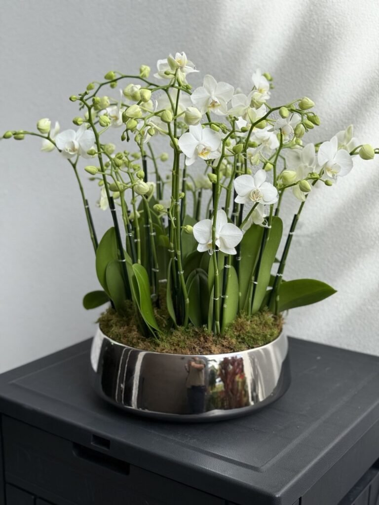 Celebrate Mother's Day 2026 in Florida with Viva Orchids Arrangements