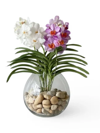vanda
